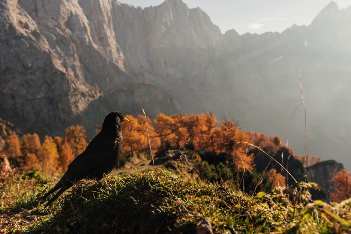 Řeka Soča a údolí Soča: Ubytování na horské chatě Erjavčeva koča